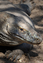 Komodo Dragon laid in ground in Komodo National Park, Indonesia