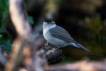Eurasian Blackcap in his environment. His Latin name is Sylvia atricapilla.