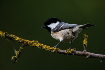 Coal Tit in her environment. Her Latin name is Periparus ater.