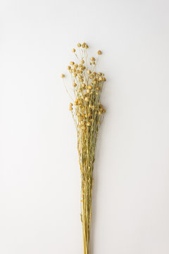 Bouquet of dry flax on a white background
