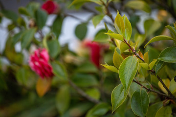 Camellia leaves - Japoneira