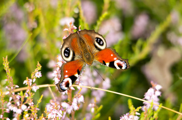 motyl, butterfly © Tomasz Popiel