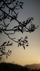 silhouette of a tree in the sunrise