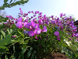 Obraz premium Frühlings-Platterbse (Lathyrus vernus) im Blumenbeet