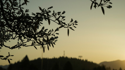 trees in the morning