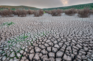View of an olive field affected by climate change. Field with extreme drought