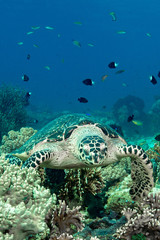 Fototapeta premium green turtle swimming