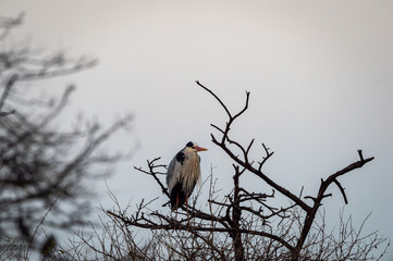 grey heron or Ardea cinerea with sky background in cold winters of keoladeo national park or bharatpur bird sanctuary, rajasthan, india	