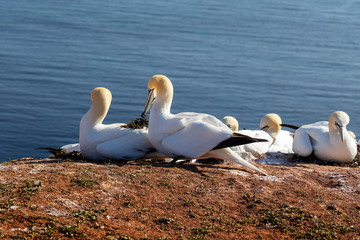 Morus bassanus - gannets on Helgoland Island, sitting on a nest and in its beak, has water grass in beautiful light reflecting off the blue sea level with a nice bokeh.