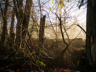 sunrise in the forest