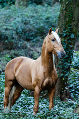 Lusitano Palomino Horse