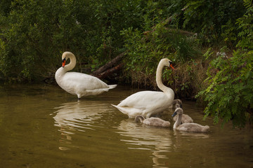 The family of white swans near the lake shore