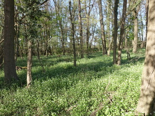 Knoblauchsrauke (Alliaria petiolata, Syn. Alliaria officinalis)