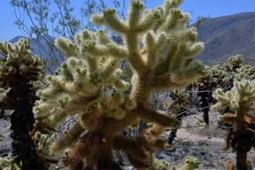 Joshua tree 