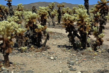 Joshua tree 