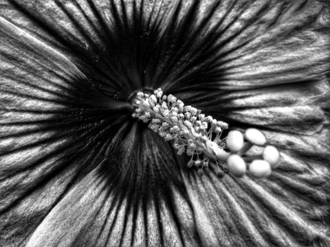 Extreme Close Up Of Flower