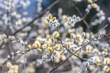 spring blooming beautiful willow branch closeup