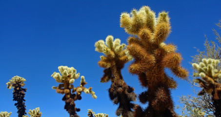 Joshua tree 