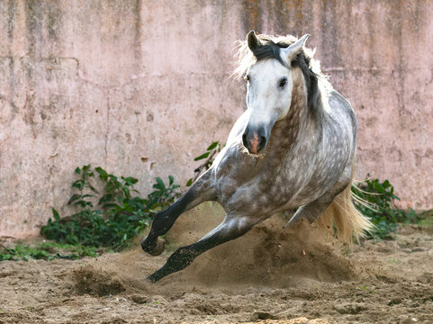 Freedom shot of dapple grey Lusitano Horse