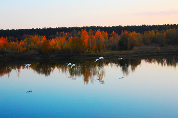 Schwäne fliegen auf See
