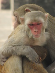 This is my first assignment for macaque money and some god photo for good start 