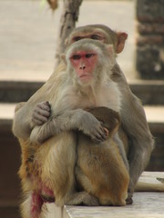 This is my first assignment for macaque money and some god photo for good start 
