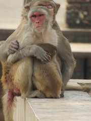 Obraz premium This is my first assignment for macaque money and some god photo for good start 