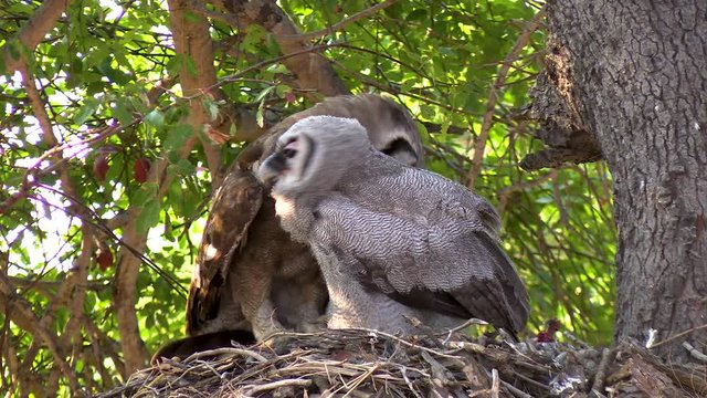 A smooth steady clip of a Verreaux Eagle-Owl feeding in its nest with a chick.