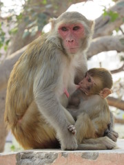 This is my first assignment for macaque money and some god photo for good start 