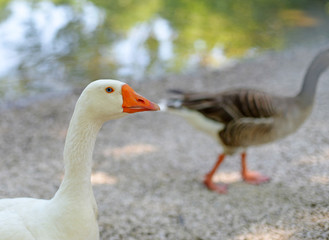 Naklejka na ściany i meble Head of a white albino goose with blue eye and orange beak, selective focus