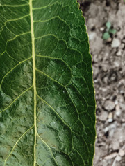 horseradish leaves with large veins near