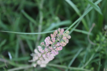 pink flower on green grass