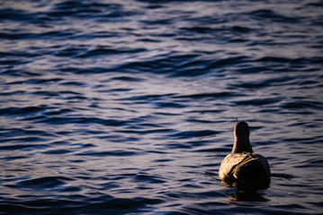 duck on the water