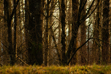 autumn forest in the morning