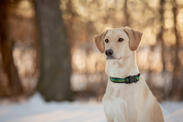 A mixed breed sitting in the snow