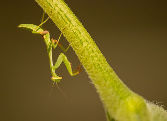 Praying mantis upside down