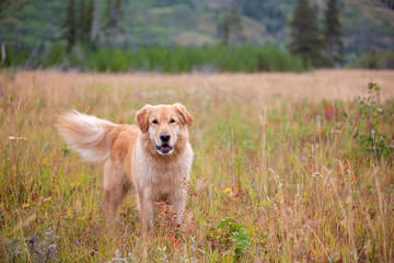 A golden retriever wagging and standing in tall grass