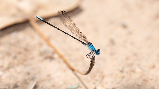 Blue-fronted Dancer Damselfly (Argia apicalis) Perched on a Stalk of Vegetation in Northern Colorado