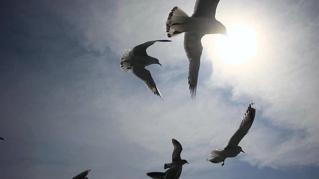 seagulls flying against background of blue sky and white clouds.