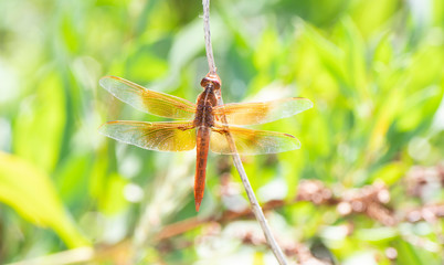 Beautiful Bright Orange Flame Skimmer Dragonfly (Libellula saturata) Perched on a Stick in Eastern Colorado
