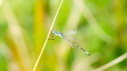 Lyre-tipped Spreadwing Damselfly (Lestes unguiculatus) Perched on Vegetation in the Mountains of Northern Colorado