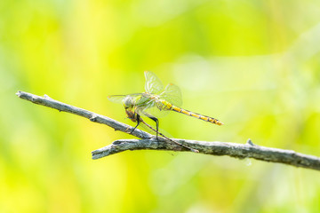 Immature Western Pondhawk Dragonfly (Erythemis collocata) Perched on Vegetation Eating a Damselfly in Northern Colorado