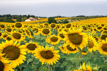 Fototapeta premium Sunflowers 2
