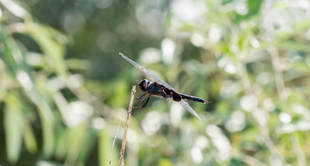 Black Meadowhawk Dragonfly (Sympetrum danae) Perched on Vegetation in Northern Colorado Beautiful Bokeh in the Background