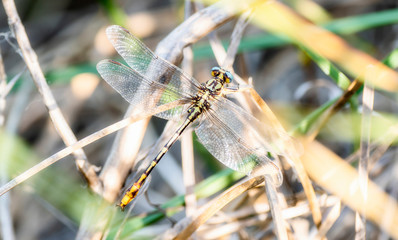 Sulphur-tipped Clubtail Dragonfly (Phanogomphus militaris) Perched on a Branch in Eastern Colorado