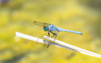 Blue Western Pondhawk Dragonfly (Erythemis collocata) Perched on Vegetation in Northern Colorado