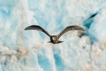 Arctic scua flying with glacier on background