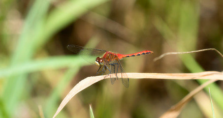 Bright Red White-faced Meadowhawk Dragonfly (Sympetrum obtrusum) Perched on Vegetation in Northern Colorado