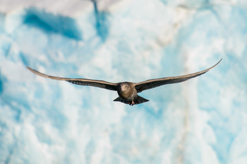 Arctic scua flying with glacier on background
