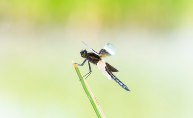Widow Skimmer Dragonfly (Libellula luctuosa) Perched on Vegetation Over Water in Colorado